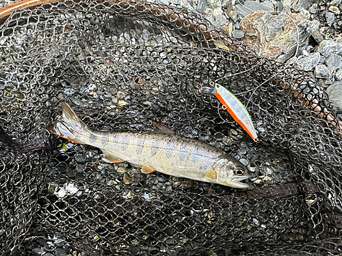 アマゴの釣果