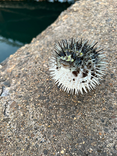 フグの釣果