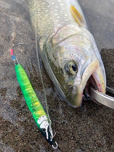 アメマスの釣果