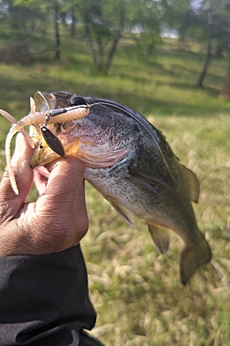 ラージマウスバスの釣果