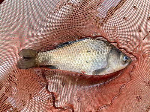 ヘラブナの釣果