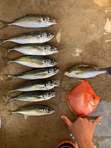 アジの釣果