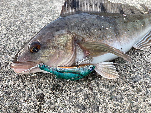 ホッケの釣果