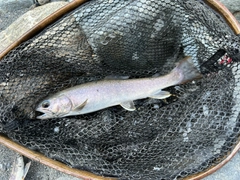 イワナの釣果