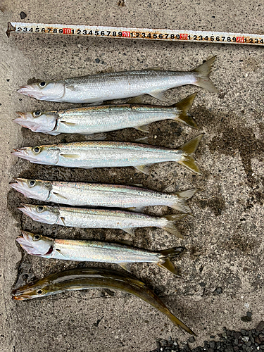 アカカマスの釣果