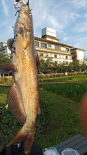 アメリカナマズの釣果