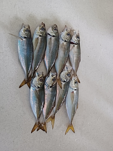 アジの釣果