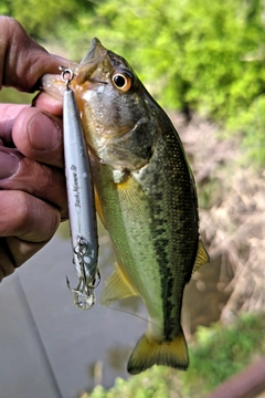 ラージマウスバスの釣果