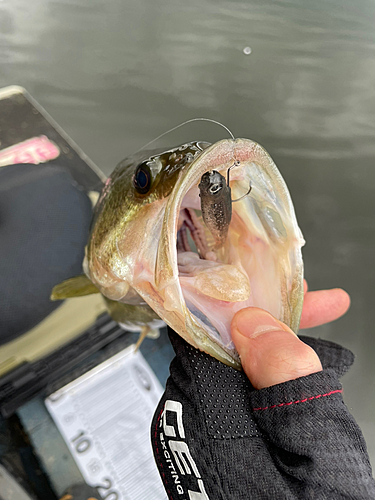 ラージマウスバスの釣果