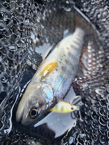 アマゴの釣果