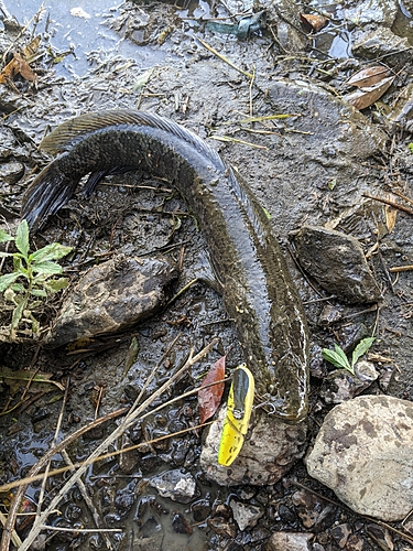 ライギョの釣果