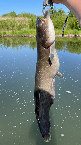 ナマズの釣果