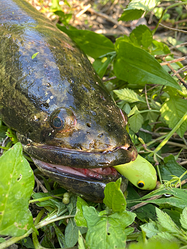 ライギョの釣果