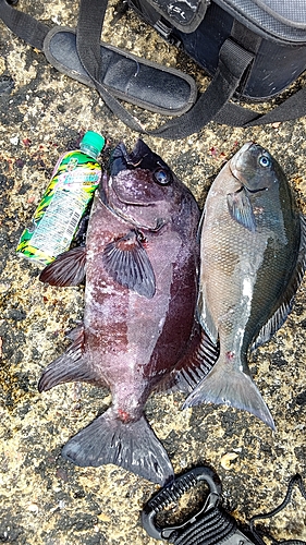 イシダイの釣果