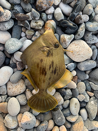 カワハギの釣果