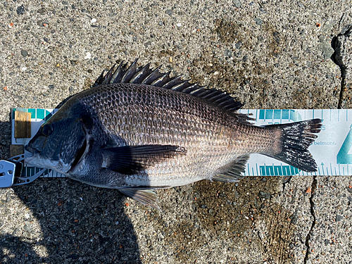 チヌの釣果