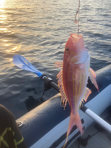 イトヨリダイの釣果