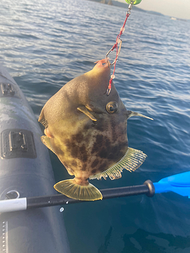 カワハギの釣果