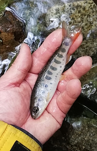 アマゴの釣果