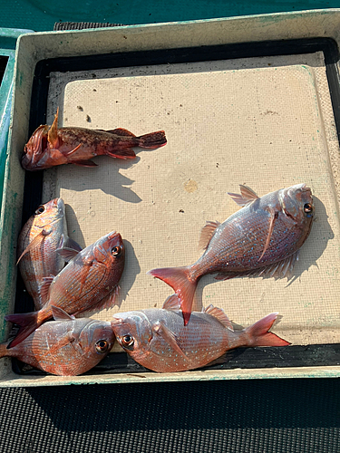 マダイの釣果