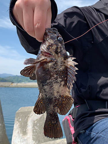 オウゴンムラソイの釣果