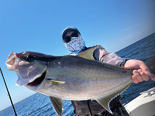 カンパチの釣果