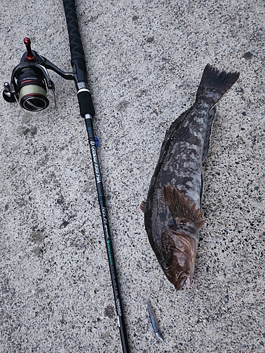 アイナメの釣果