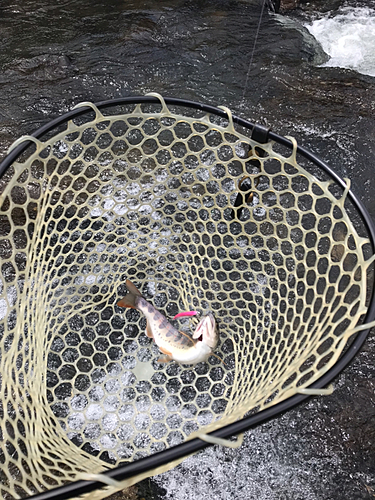 アマゴの釣果