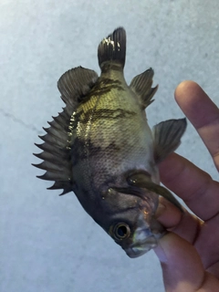 クロメバルの釣果