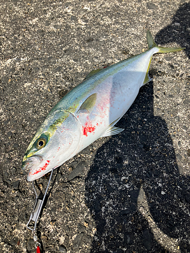 イナダの釣果