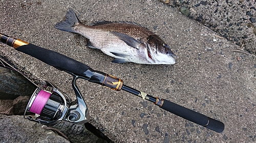 チヌの釣果