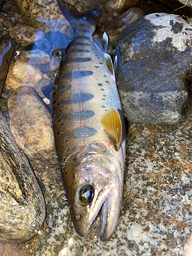 アマゴの釣果