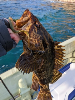 ベッコウゾイの釣果