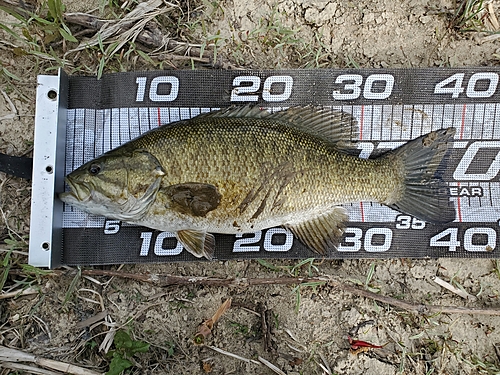 スモールマウスバスの釣果