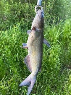 アメリカナマズの釣果