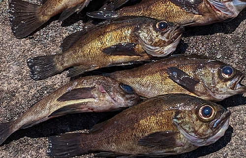 メバルの釣果