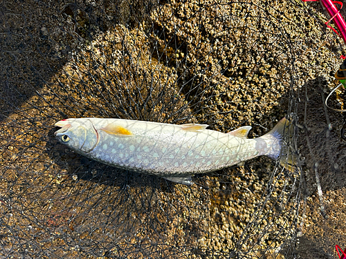 ウミアメの釣果