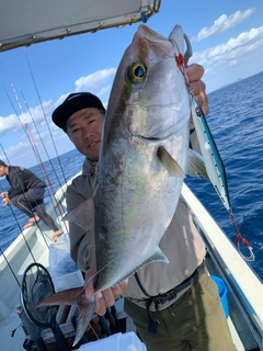 カンパチの釣果