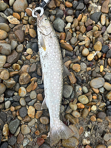 アメマスの釣果