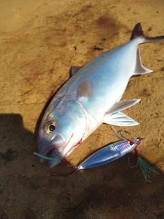 カンパチの釣果