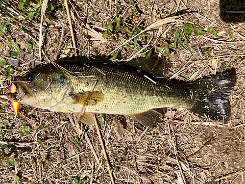 ラージマウスバスの釣果