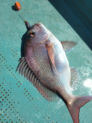 マダイの釣果