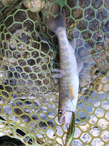 イワナの釣果