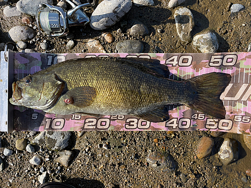 スモールマウスバスの釣果