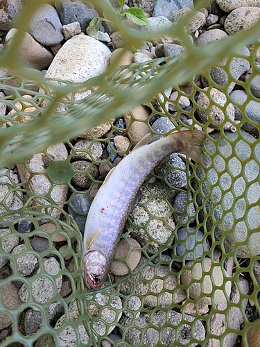 イワナの釣果