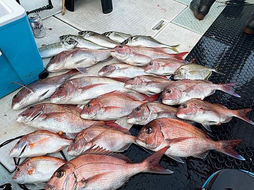 マダイの釣果