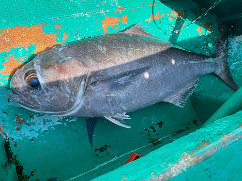 メダイの釣果