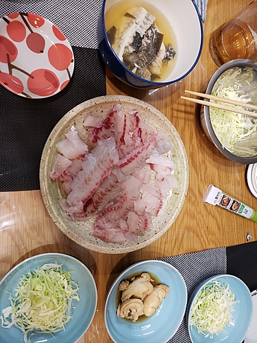 チヌの釣果