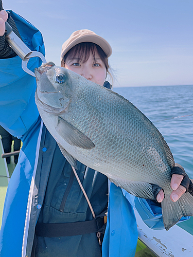 メジナの釣果