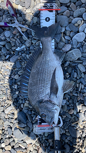 クロダイの釣果